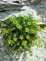 Filename=049_01_09bb_vednozeleni_kamnokrec_Saxifraga_aizoides_DSC03651.jpg
Filesize=280KB
Dimensions=675x900
Date added=Jan 03, 2009 049_01_09bb_vednozeleni_kamnokrec_Saxifraga_aizoides_DSC03651.jpg