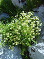 Filename=049_01_14bba_muskatni_kamnokrec_Saxifraga_exarata_subsp__moschata_DSC03109.jpg
Filesize=296KB
Dimensions=675x900
Date added=Jan 03, 2009 049_01_14bba_muskatni_kamnokrec_Saxifraga_exarata_subsp__moschata_DSC03109.jpg
