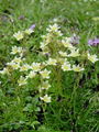 Filename=049_01_14bbb_muskatni_kamnokrec_Saxifraga_exarata_subsp__moschata_DSC03132.jpg
Filesize=212KB
Dimensions=675x900
Date added=Jan 03, 2009 049_01_14bbb_muskatni_kamnokrec_Saxifraga_exarata_subsp__moschata_DSC03132.jpg