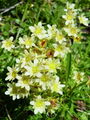 Filename=049_01_14bbc_muskatni_kamnokrec_Saxifraga_exarata_subsp__moschata_DSC03135.jpg
Filesize=143KB
Dimensions=675x900
Date added=Jan 03, 2009 049_01_14bbc_muskatni_kamnokrec_Saxifraga_exarata_subsp__moschata_DSC03135.jpg