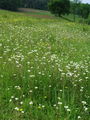 Filename=049_01_16ba_brsticni_kamnokrec_Saxifraga_bulbifera_DSC00308.jpg
Filesize=344KB
Dimensions=675x900
Date added=Jan 03, 2009 049_01_16ba_brsticni_kamnokrec_Saxifraga_bulbifera_DSC00308.jpg
