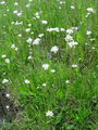 Filename=049_01_16bb_brsticni_kamnokrec_Saxifraga_bulbifera_DSC00307.jpg
Filesize=369KB
Dimensions=675x900
Date added=Jan 03, 2009 049_01_16bb_brsticni_kamnokrec_Saxifraga_bulbifera_DSC00307.jpg