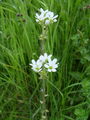 049_01_16bc_brsticni_kamnokrec_Saxifraga_bulbifera_DSC00320.jpg