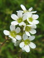 049_01_16bd_brsticni_kamnokrec_Saxifraga_bulbifera_DSC00310.jpg