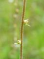 049_01_16be_Kamnokrec_brsticni_Saxifraga_bulbifera_DSC00318.jpg