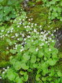 049_01_22ba_okroglolistni_kamnokrec_Saxifraga_rotundifolia_DSC00102.jpg