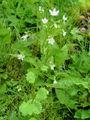 049_01_22bb_okroglolistni_kamnokrec_Saxifraga_rotundifolia_DSC00106.jpg
