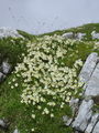 052_08_01ba_alpska_velesa_Dryas_octopetala_DSC02072.jpg