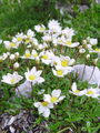 Filename=052_08_01bb_alpska_velesa_Dryas_octopetala_DSC02050.jpg
Filesize=241KB
Dimensions=675x900
Date added=Jan 05, 2009 052_08_01bb_alpska_velesa_Dryas_octopetala_DSC02050.jpg