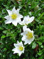 Filename=052_08_01bc_alpska_velesa_Dryas_octopetala_DSC00811.jpg
Filesize=210KB
Dimensions=675x900
Date added=Jan 05, 2009 052_08_01bc_alpska_velesa_Dryas_octopetala_DSC00811.jpg