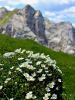 052_08_01cg_velesa_alpska_Dryas_octopetala_IMG_1755a.jpg