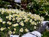 052_08_01ch_velesa_alpska_Dryas_octopetala_IMG_1696a.jpg