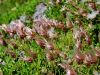 052_08_01ci_velesa_alpska_Dryas_octopetala_IMG_7865a.jpg