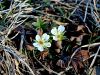 Filename=052_11_24be_petoprstnik_beli_Potentilla_alba_IMG_5954a.jpg
Filesize=306KB
Dimensions=900x675
Date added=Mar 11, 2021 052_11_24be_petoprstnik_beli_Potentilla_alba_IMG_5954a.jpg