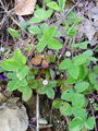 Filename=052_11_26ba_drobnocvetni_petoprstnik_Potentilla_micrantha.jpg
Filesize=281KB
Dimensions=675x900
Date added=Jan 06, 2009 052_11_26ba_drobnocvetni_petoprstnik_Potentilla_micrantha.jpg