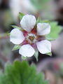 Filename=052_11_26bc_drobnocvetni_petoprstnik_Potentilla_micrantha_DSC00388.jpg
Filesize=111KB
Dimensions=675x900
Date added=Jan 06, 2009 052_11_26bc_drobnocvetni_petoprstnik_Potentilla_micrantha_DSC00388.jpg