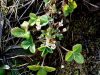 Filename=052_11_26bd_petoprstnik_drobnocvetni_Potentilla_micrantha_IMG_6033aa.jpg
Filesize=289KB
Dimensions=900x675
Date added=Apr 28, 2021 052_11_26bd_petoprstnik_drobnocvetni_Potentilla_micrantha_IMG_6033aa.jpg
