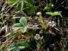 Filename=052_11_26be_petoprstnik_drobnocvetni_Potentilla_micrantha_IMG_6032aa.jpg
Filesize=317KB
Dimensions=900x675
Date added=Apr 28, 2021 052_11_26be_petoprstnik_drobnocvetni_Potentilla_micrantha_IMG_6032aa.jpg