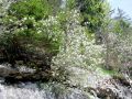 Filename=052_24_01ba_smarna_hrusica_Amelanchier_ovalis_2014_05060047a.jpg
Filesize=419KB
Dimensions=900x675
Date added=Jan 09, 2015 052_24_01ba_smarna_hrusica_Amelanchier_ovalis_2014_05060047a.jpg