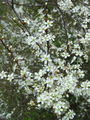 Filename=052_29_04bb_crni_trn_Prunus_spinosa_DSC08891.jpg
Filesize=249KB
Dimensions=675x900
Date added=Jan 06, 2009 052_29_04bb_crni_trn_Prunus_spinosa_DSC08891.jpg