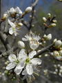 Filename=052_29_04bc_crni_trn_Prunus_spinosa_DSC08625.jpg
Filesize=158KB
Dimensions=675x900
Date added=Jan 06, 2009 052_29_04bc_crni_trn_Prunus_spinosa_DSC08625.jpg