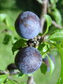 Filename=052_29_04be_crni_trn_Prunus_spinosa_DSC02016.jpg
Filesize=166KB
Dimensions=675x900
Date added=Jan 06, 2009 052_29_04be_crni_trn_Prunus_spinosa_DSC02016.jpg
