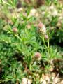 Filename=055_16_18bb_Detelja_njivska_Trifolium_arvense_2011_06120028.JPG
Filesize=158KB
Dimensions=675x900
Date added=Sep 14, 2011 055_16_18bb_Detelja_njivska_Trifolium_arvense_2011_06120028.JPG