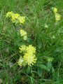 Filename=055_20_02abb_pravi_ranjak_Anthyllis_vulneraria_subsp__vulneraria.jpg
Filesize=244KB
Dimensions=675x900
Date added=Jan 08, 2009 055_20_02abb_pravi_ranjak_Anthyllis_vulneraria_subsp__vulneraria.jpg