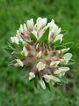 Filename=055_20_02abd_pravi_ranjak_Anthyllis_vulneraria_subsp__vulneraria.jpg
Filesize=142KB
Dimensions=675x900
Date added=Jan 08, 2009 055_20_02abd_pravi_ranjak_Anthyllis_vulneraria_subsp__vulneraria.jpg