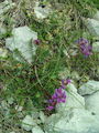 Filename=055_25_02ba_pirenejska_osivnica_Oxytropis_neglecta_DSC03158.jpg
Filesize=330KB
Dimensions=675x900
Date added=Jan 08, 2009 055_25_02ba_pirenejska_osivnica_Oxytropis_neglecta_DSC03158.jpg