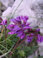 Filename=055_25_02bc_pirenejska_osivnica_Oxytropis_neglecta_DSC03159.jpg
Filesize=135KB
Dimensions=675x900
Date added=Jan 08, 2009 055_25_02bc_pirenejska_osivnica_Oxytropis_neglecta_DSC03159.jpg