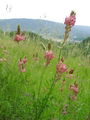 Filename=055_33_01bb_navadna_turska_detelja_Onobrychis_viciifolia_DSC09801.jpg
Filesize=182KB
Dimensions=675x900
Date added=Jan 08, 2009 055_33_01bb_navadna_turska_detelja_Onobrychis_viciifolia_DSC09801.jpg