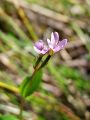 Filename=058_04_08bc_Vrbovec_kimasti_Epilobium_nutans_2012_06300073.JPG
Filesize=125KB
Dimensions=675x900
Date added=Jul 16, 2012 058_04_08bc_Vrbovec_kimasti_Epilobium_nutans_2012_06300073.JPG