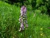 Filename=062_02_01cf_jesencek_navadni_Dictamnus_albus_IMG_6153a.jpg
Filesize=271KB
Dimensions=900x675
Date added=Sep 18, 2019 062_02_01cf_jesencek_navadni_Dictamnus_albus_IMG_6153a.jpg