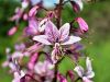 Filename=062_02_01cg_jesencek_cavadni_Dictamnus_albus_IMG_6159a.jpg
Filesize=161KB
Dimensions=900x675
Date added=Sep 18, 2019 062_02_01cg_jesencek_cavadni_Dictamnus_albus_IMG_6159a.jpg