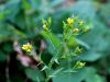 Filename=069_02_15cb_lan_liburnijski_Linum_liburnicum_IMG_2298a.jpg
Filesize=186KB
Dimensions=900x675
Date added=Sep 23, 2017 069_02_15cb_lan_liburnijski_Linum_liburnicum_IMG_2298a.jpg