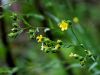 Filename=069_02_15cc_lan_liburnijski_Linum_liburnicum_IMG_2295a.jpg
Filesize=183KB
Dimensions=900x675
Date added=Sep 23, 2017 069_02_15cc_lan_liburnijski_Linum_liburnicum_IMG_2295a.jpg