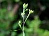 Filename=069_02_15cd_lan_liburnijski_Linum_liburnicum_IMG_2302a.jpg
Filesize=156KB
Dimensions=900x675
Date added=Sep 23, 2017 069_02_15cd_lan_liburnijski_Linum_liburnicum_IMG_2302a.jpg