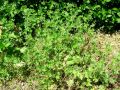 Filename=071_01_14ba_Krvomocnica_pritlicna_Geranium_pusillum_2012_05110008.jpg
Filesize=425KB
Dimensions=900x675
Date added=Jul 22, 2012 071_01_14ba_Krvomocnica_pritlicna_Geranium_pusillum_2012_05110008.jpg