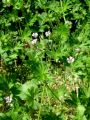Filename=071_01_14bc_Krvomocnica_pritlicna_Geranium_pusillum_2012_05110011.jpg
Filesize=231KB
Dimensions=675x900
Date added=Jul 22, 2012 071_01_14bc_Krvomocnica_pritlicna_Geranium_pusillum_2012_05110011.jpg