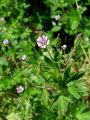 Filename=071_01_14bd_Krvomocnica_pritlicna_Geranium_pusillum_2012_05110012.jpg
Filesize=187KB
Dimensions=675x900
Date added=Jul 22, 2012 071_01_14bd_Krvomocnica_pritlicna_Geranium_pusillum_2012_05110012.jpg