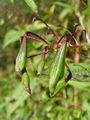 Filename=072_01_03bh_zlezava_nedotikaImpatiens_glandulifera_DSC03760.jpg
Filesize=157KB
Dimensions=675x900
Date added=Jan 10, 2009 072_01_03bh_zlezava_nedotikaImpatiens_glandulifera_DSC03760.jpg