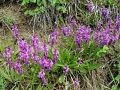 Filename=073_01_0510aba_Grebenusa_navadna_Polygala_vulgaris_subsp__vulgaris_DSC00328.jpg
Filesize=437KB
Dimensions=900x675
Date added=Dec 05, 2011 073_01_0510aba_Grebenusa_navadna_Polygala_vulgaris_subsp__vulgaris_DSC00328.jpg