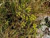 Filename=085_33_04cb_prerast_veronska_Bupleurum_veronense_IMG_4997aa.jpg
Filesize=144KB
Dimensions=900x675
Date added=Aug 15, 2020 085_33_04cb_prerast_veronska_Bupleurum_veronense_IMG_4997aa.jpg