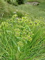 085_33_07cb_Prerast_skalna_Bupleurum_petraeum_DSC03640.jpg