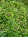 085_33_07cc_Prerast_skalna_Bupleurum_petraeum_DSC03642.jpg