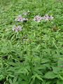 Filename=093_15_09ba_brsticna_konopnica_Cardamine_bulbifera_DSC09588.jpg
Filesize=238KB
Dimensions=675x900
Date added=Jan 15, 2009 093_15_09ba_brsticna_konopnica_Cardamine_bulbifera_DSC09588.jpg