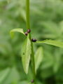 Filename=093_15_09bd_brsticna_konopnica_Cardamine_bulbifera_DSC09590.jpg
Filesize=93KB
Dimensions=675x900
Date added=Jan 15, 2009 093_15_09bd_brsticna_konopnica_Cardamine_bulbifera_DSC09590.jpg