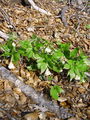 Filename=093_15_12ba_deveterolistna_konopnica_Cardamine_enneaphyllos.jpg
Filesize=360KB
Dimensions=675x900
Date added=Jan 15, 2009 093_15_12ba_deveterolistna_konopnica_Cardamine_enneaphyllos.jpg