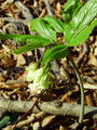 Filename=093_15_12bb_deveterolistna_konopnica_Cardamine_enneaphyllos.jpg
Filesize=211KB
Dimensions=675x900
Date added=Jan 15, 2009 093_15_12bb_deveterolistna_konopnica_Cardamine_enneaphyllos.jpg